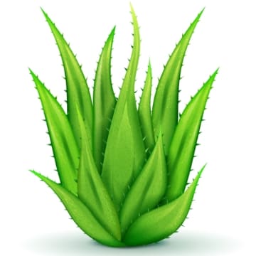 สารสกัด ว่านหางจระเข้