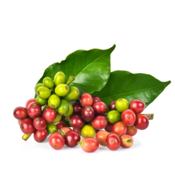 สารสกัด เมล็ดกาแฟดิบ