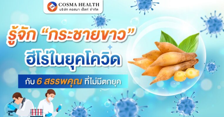 กระชายขาว