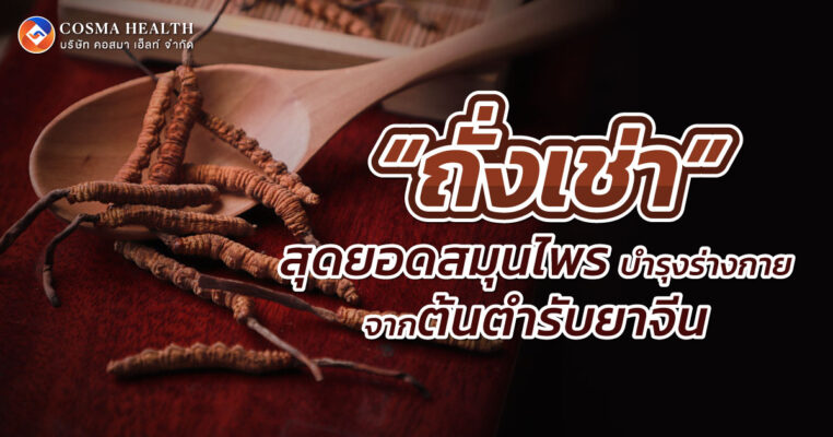 สมุนไพร ถั่งเช่า