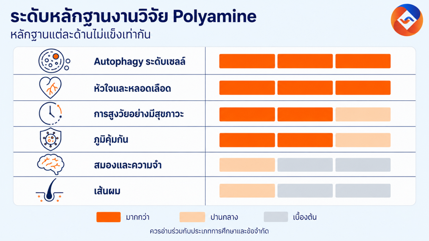 โพลีเอมีนช่วยเรื่องอะไร